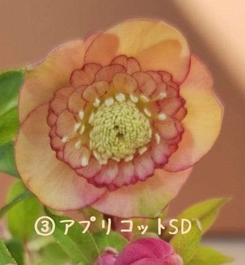 クリスマスローズ　パープルベインSD（多分オーレア）　おまけ交配