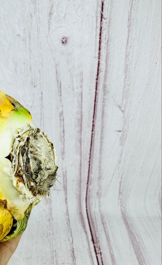 ③ アガベ ユタエンシス エボリスピナ 丸型 ロングスパイン