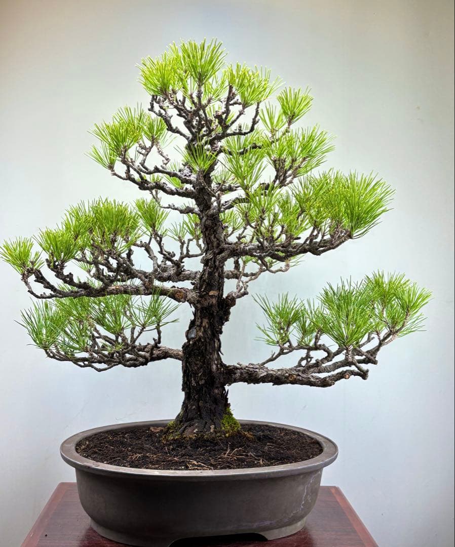 Y*9様 【サービスオークション】黒松盆栽☆