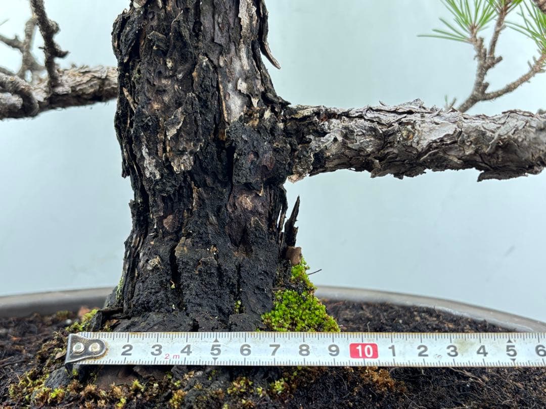 Y*9様 【サービスオークション】黒松盆栽☆