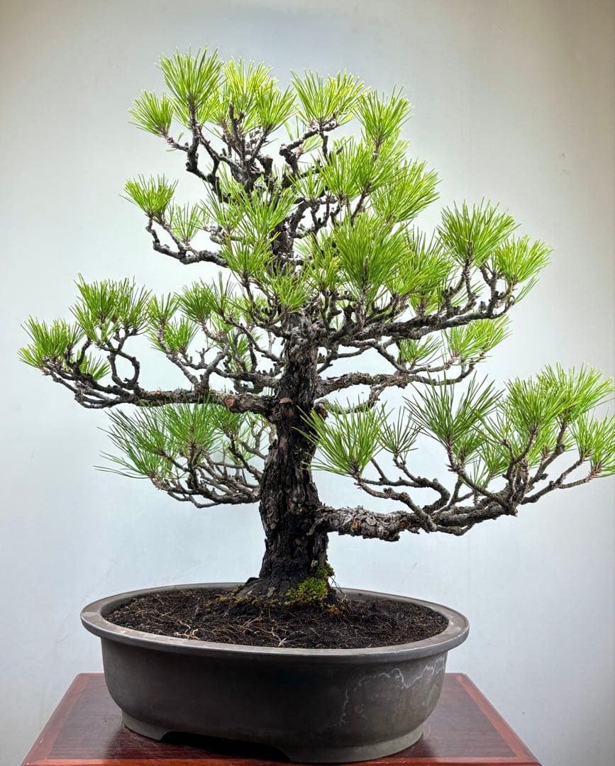 Y*9様 【サービスオークション】黒松盆栽☆