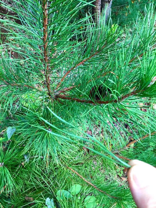 【縁起物/希少種】三鈷松入浴剤/松風呂/新年のお祝いに縁起の善い三鈷松風呂/1袋