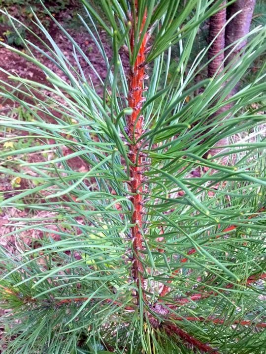 【縁起物/希少種】三鈷松入浴剤/松風呂/新年のお祝いに縁起の善い三鈷松風呂/1袋