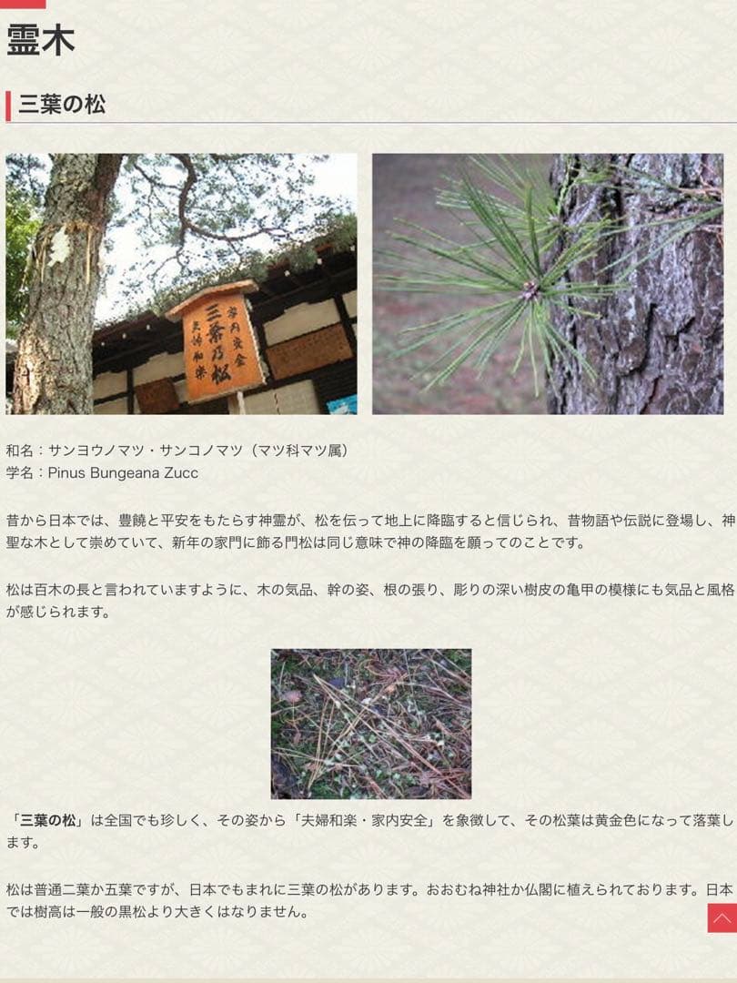 【縁起物/希少種】三鈷松入浴剤/松風呂/新年のお祝いに縁起の善い三鈷松風呂/1袋