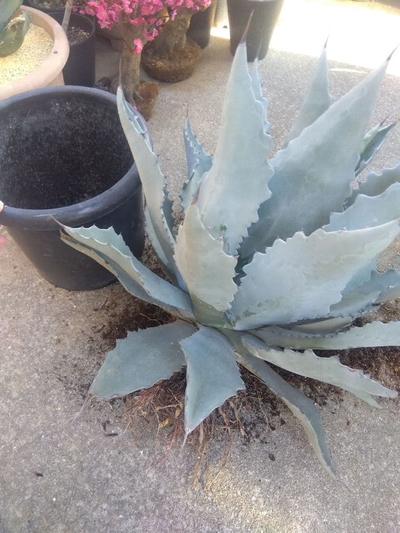 アガベ　テマカプリネンシス　選抜個体　超大株70センチ❗超特大親株❗