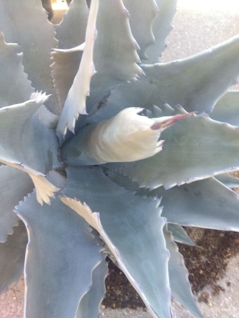 アガベ　テマカプリネンシス　選抜個体　超大株70センチ❗超特大親株❗