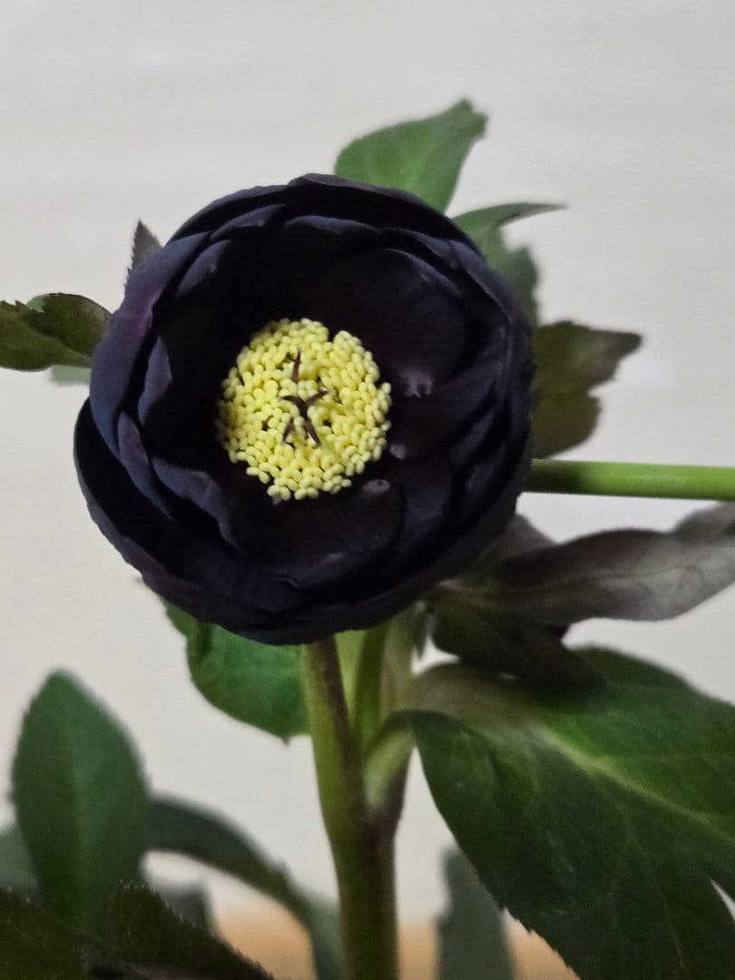 ☆広瀬園芸☆クリスマスローズ☆カップ系　ブラック☆5号鉢☆