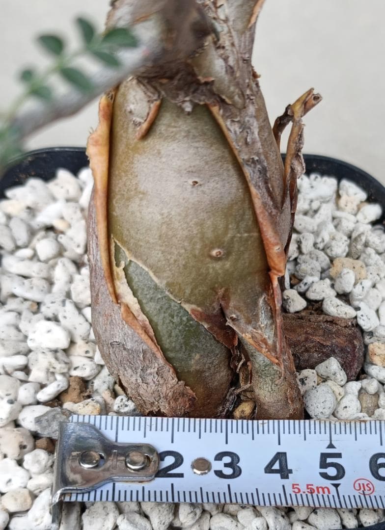 パキコルムスディスカラー 象の木 #6