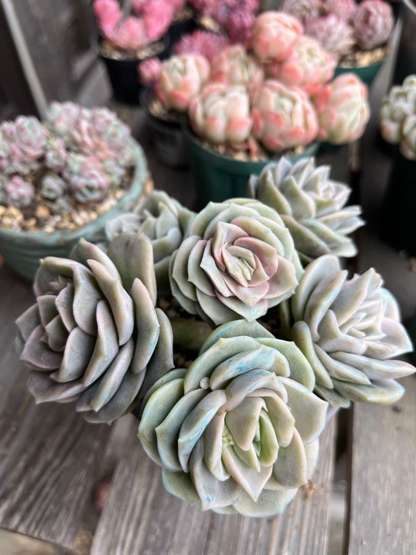 メルカリ便発送！さとぴ・多肉☆ラブリーローズ・大・42苗+18苗=60苗