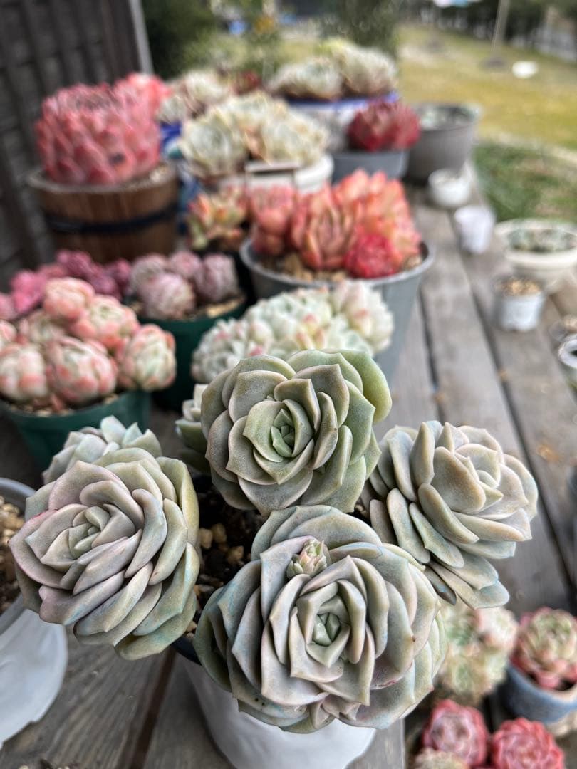 メルカリ便発送！さとぴ・多肉☆ラブリーローズ・大・42苗+18苗=60苗