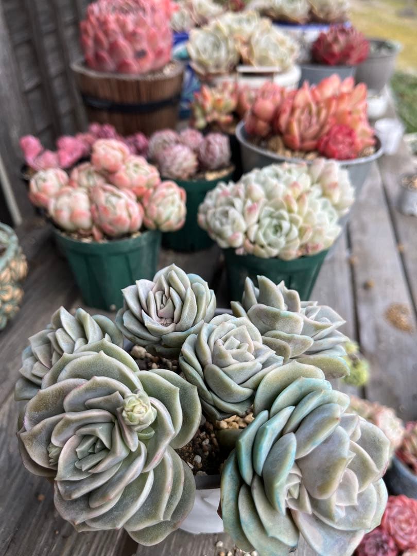 メルカリ便発送！さとぴ・多肉☆ラブリーローズ・大・42苗+18苗=60苗