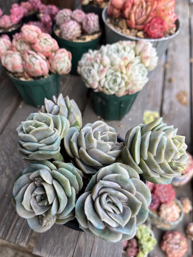 メルカリ便発送！さとぴ・多肉☆ラブリーローズ・大・42苗+18苗=60苗