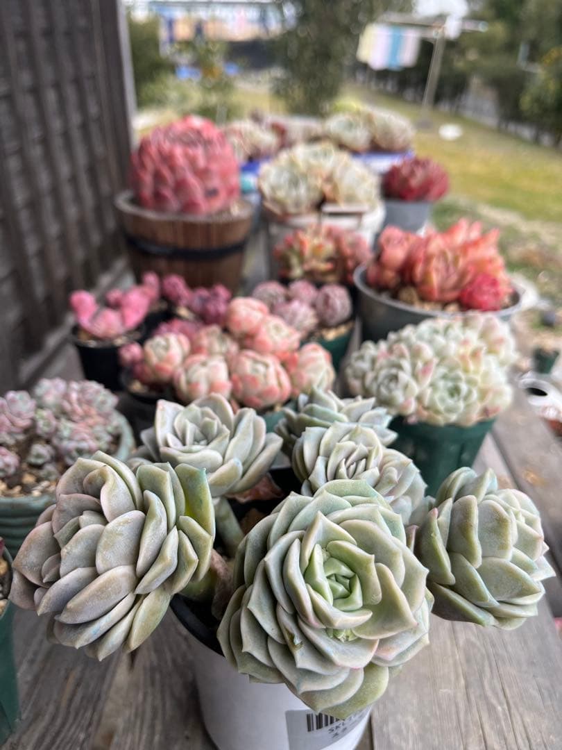 メルカリ便発送！さとぴ・多肉☆ラブリーローズ・大・42苗+18苗=60苗