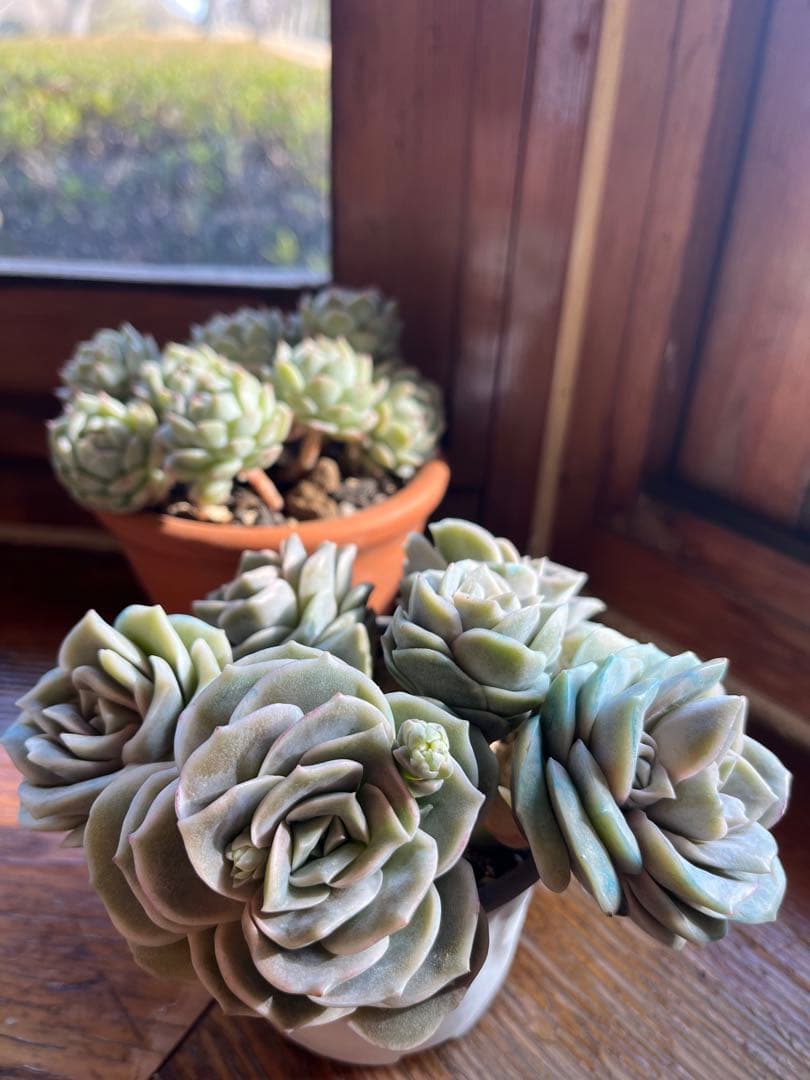 メルカリ便発送！さとぴ・多肉☆ラブリーローズ・大・42苗+18苗=60苗