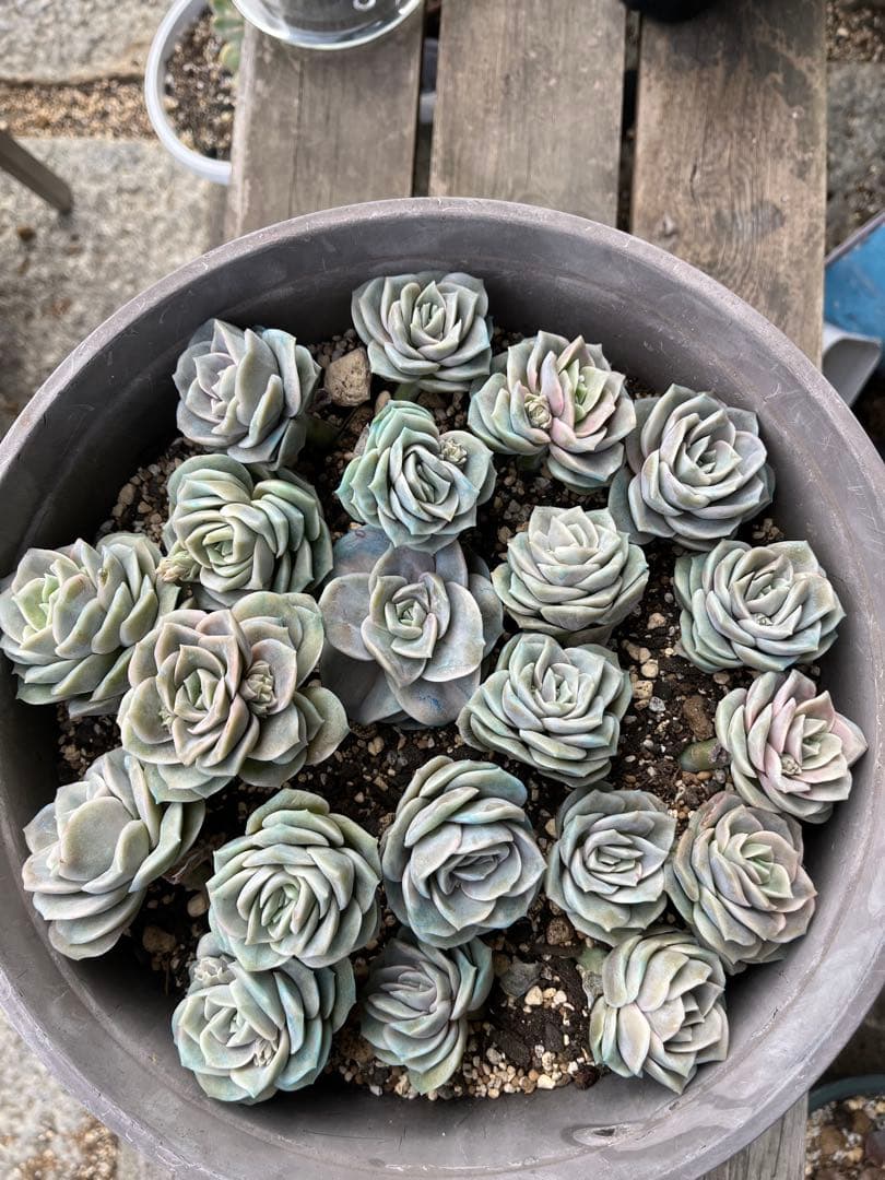 メルカリ便発送！さとぴ・多肉☆ラブリーローズ・大・42苗+18苗=60苗