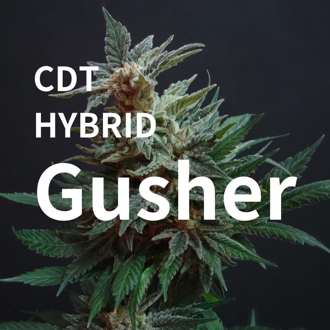 CDTテルペン 50ml