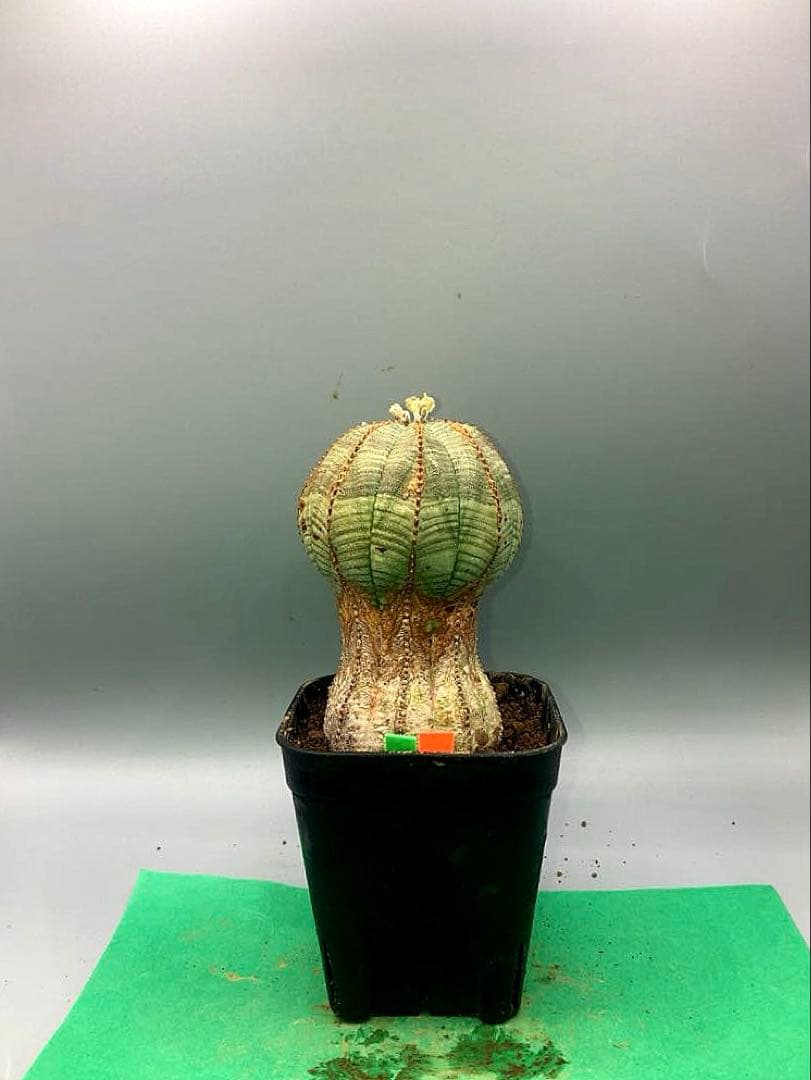 《2.5号GO》ユーフォルビア　オールドオベサ　雄株