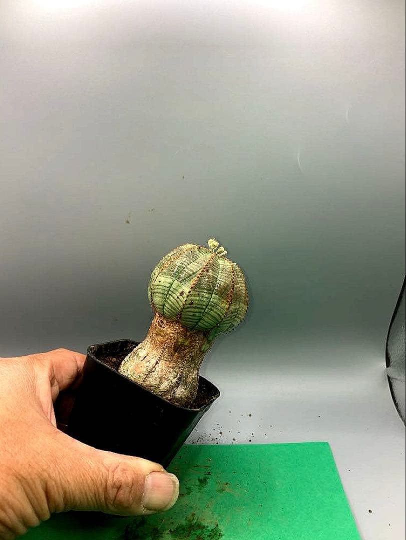 《2.5号GO》ユーフォルビア　オールドオベサ　雄株