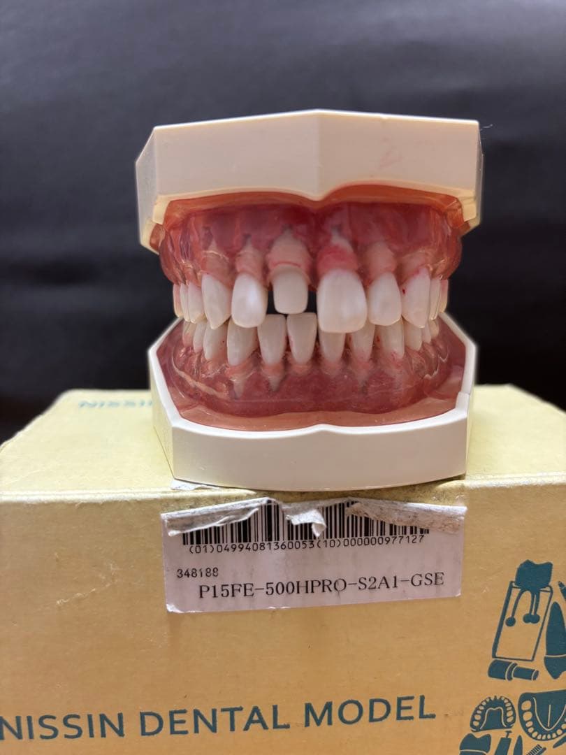 NISSIN 顎模型 シンプルマネキン 歯科衛生士