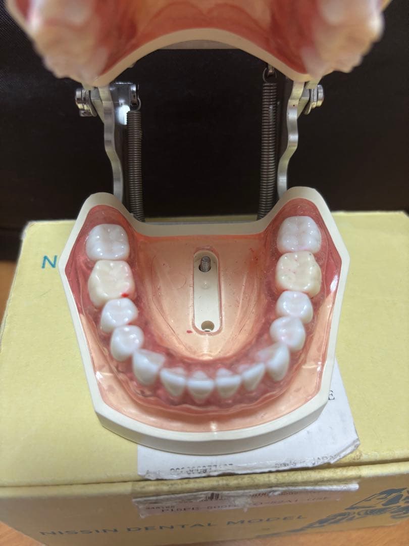 NISSIN 顎模型 シンプルマネキン 歯科衛生士