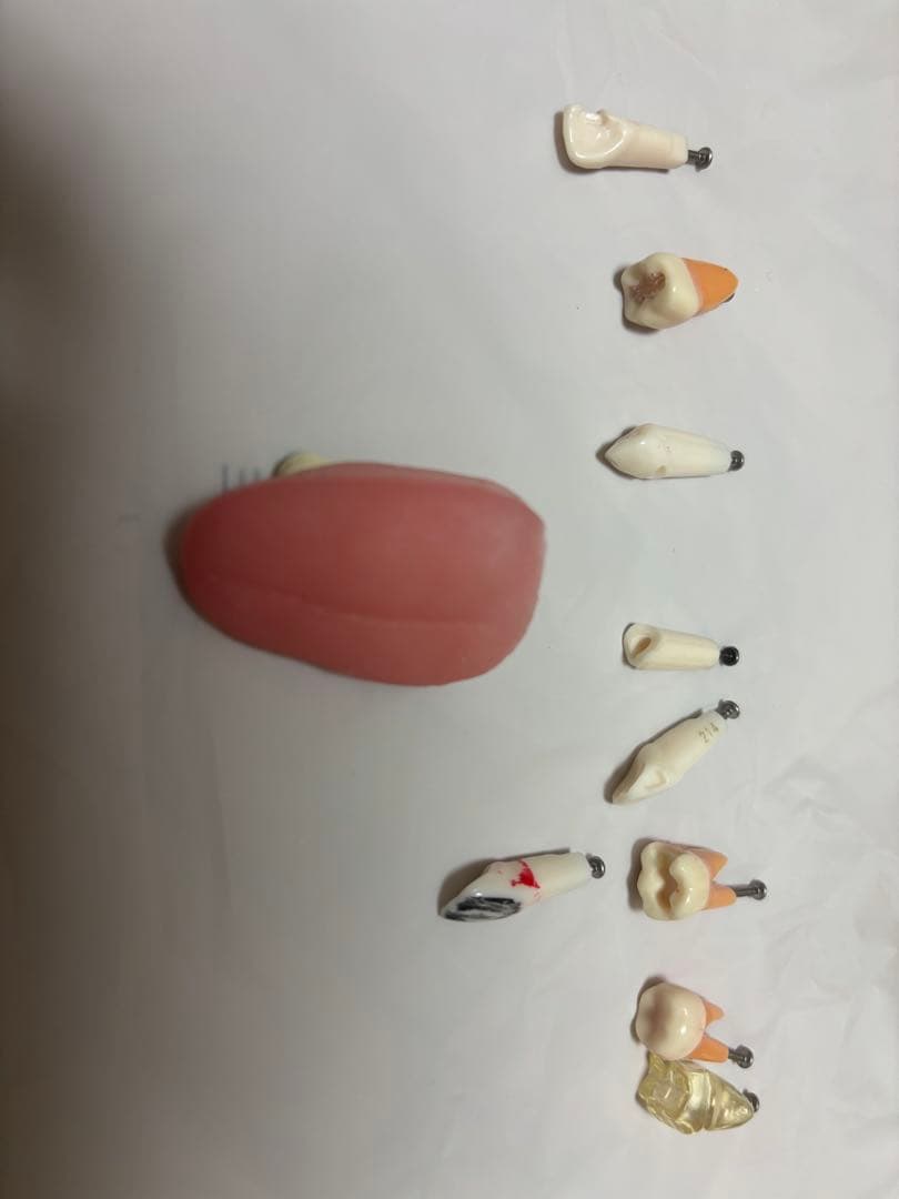 NISSIN 顎模型 シンプルマネキン 歯科衛生士