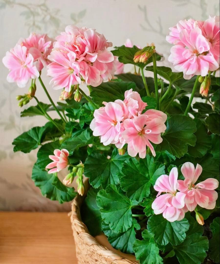 専用リンク　蕾付き　日本初ゼラニウム　希少品種ゼラニウム