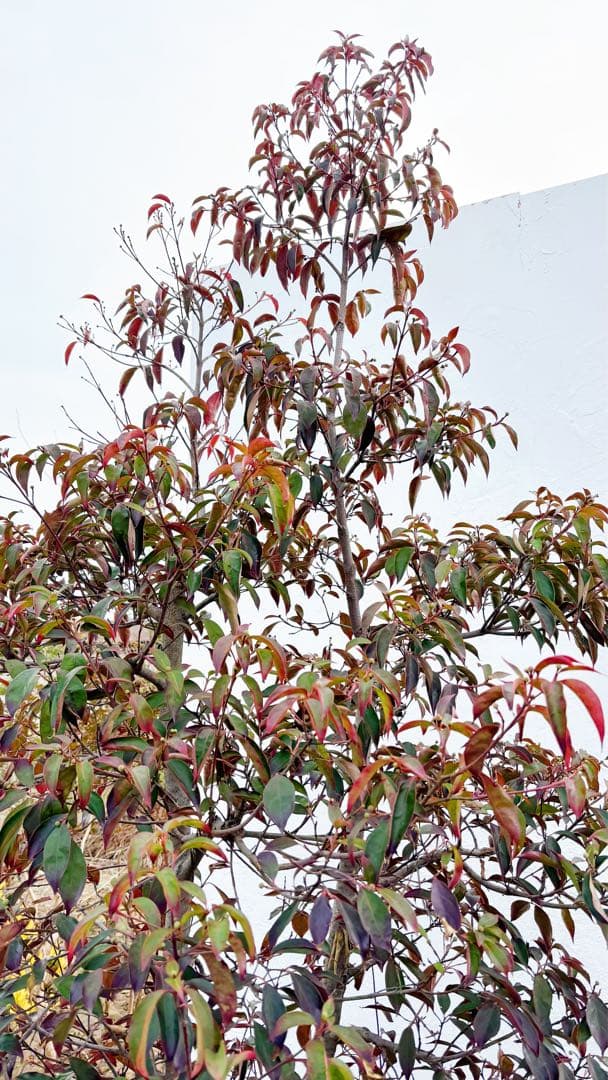 超逸品。常緑ヤマボウシ本株立ち2.6M(鉢底から)