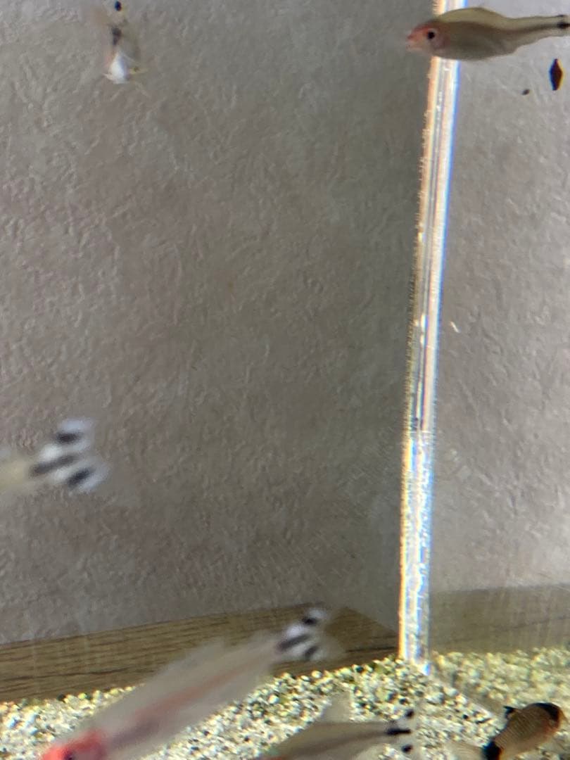 90センチアクリル水槽のみ 発送が来週の土曜日か日曜日になります。