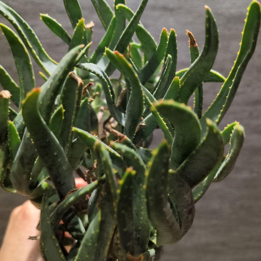 P*a様 アロエ　ラモシシマ 特大株　珍奇植物　塊根植物　コーデックス　多肉植物