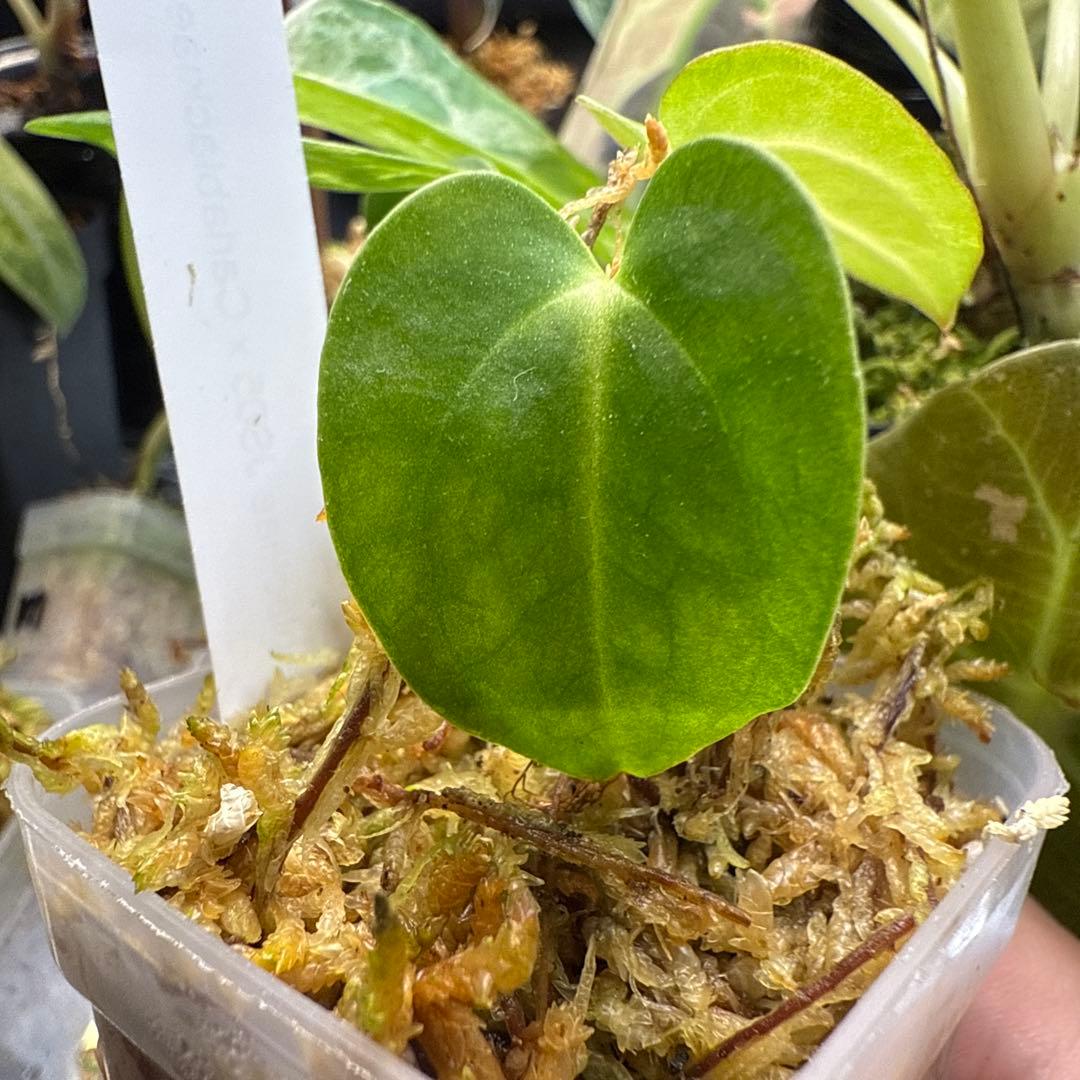 アンスリウム Carlablackiae JS05 & JS07