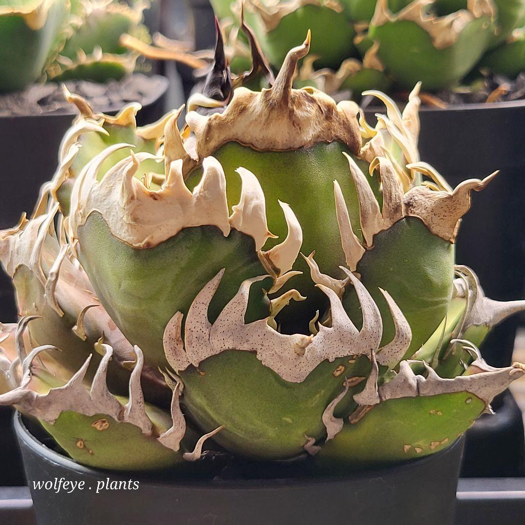 c*o様 アガベ チタノタ レッドキャットウィーズル ゴリ猫