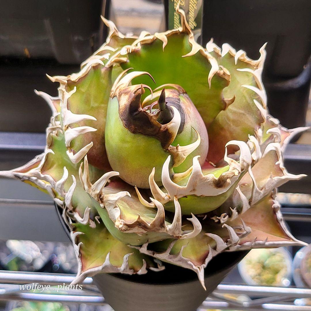 c*o様 アガベ チタノタ レッドキャットウィーズル ゴリ猫