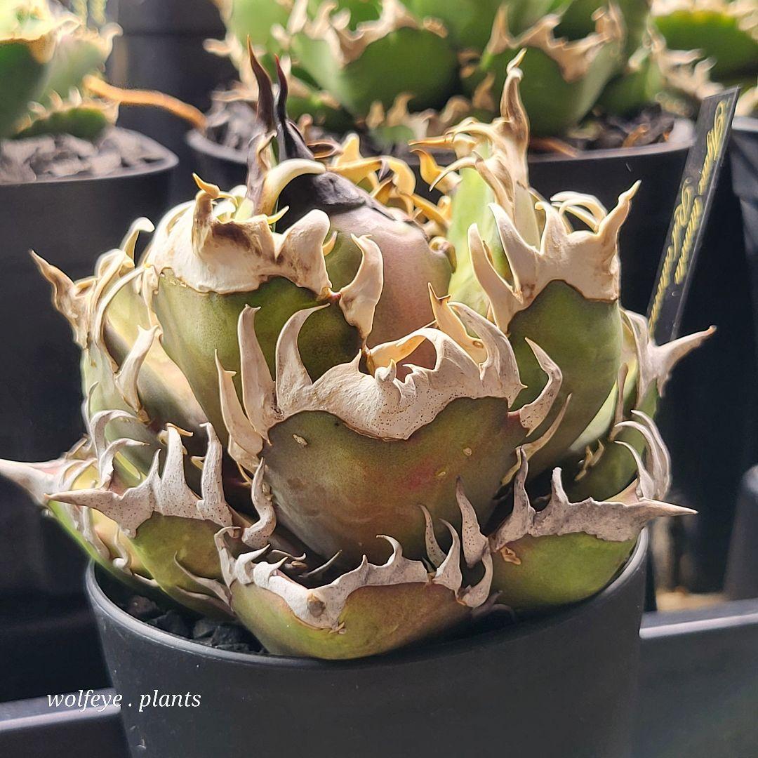 c*o様 アガベ チタノタ レッドキャットウィーズル ゴリ猫