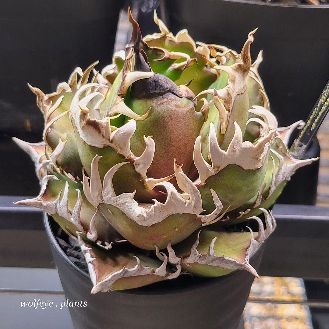 c*o様 アガベ チタノタ レッドキャットウィーズル ゴリ猫