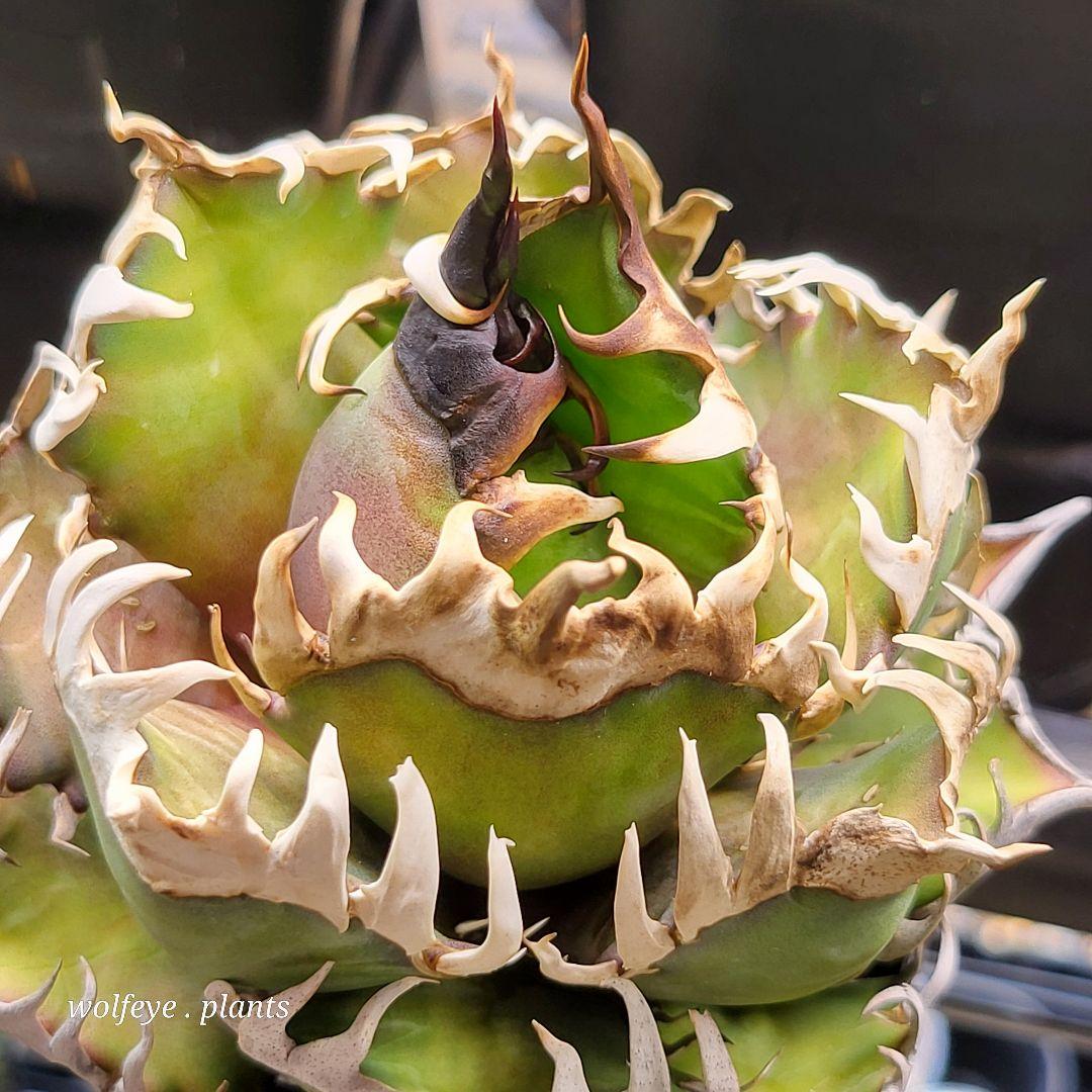 c*o様 アガベ チタノタ レッドキャットウィーズル ゴリ猫