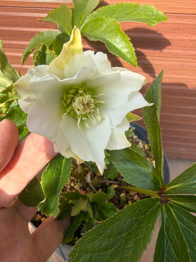 【未株分】若泉ファーム クリスマスローズ シャルウィダンス