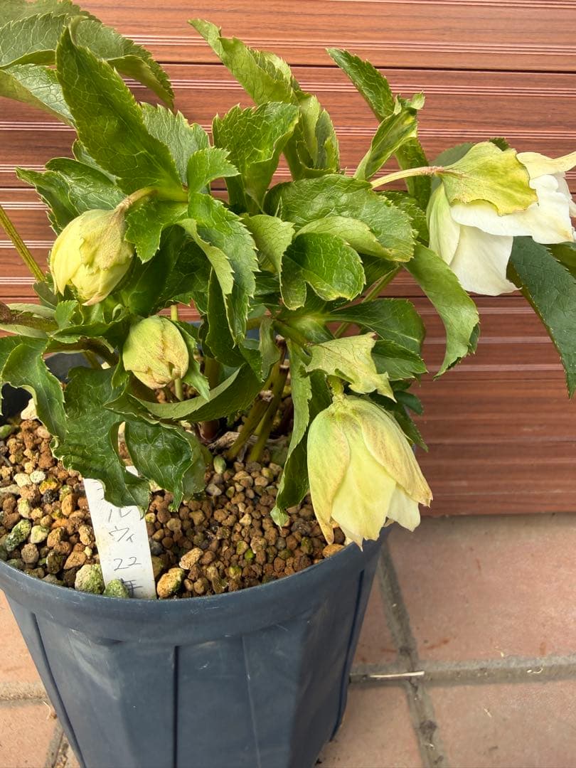 【未株分】若泉ファーム クリスマスローズ シャルウィダンス