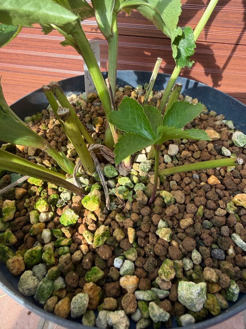 【未株分】若泉ファーム クリスマスローズ シャルウィダンス