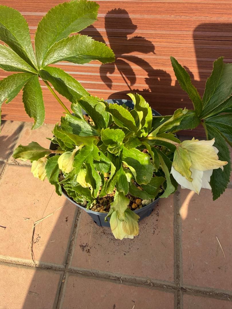 【未株分】若泉ファーム クリスマスローズ シャルウィダンス