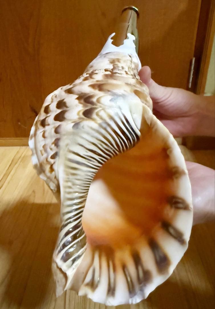 修験道法螺貝32.5㎝　山伏　密教　魔除け　熊よけ❣️ホラガイ　ほら貝