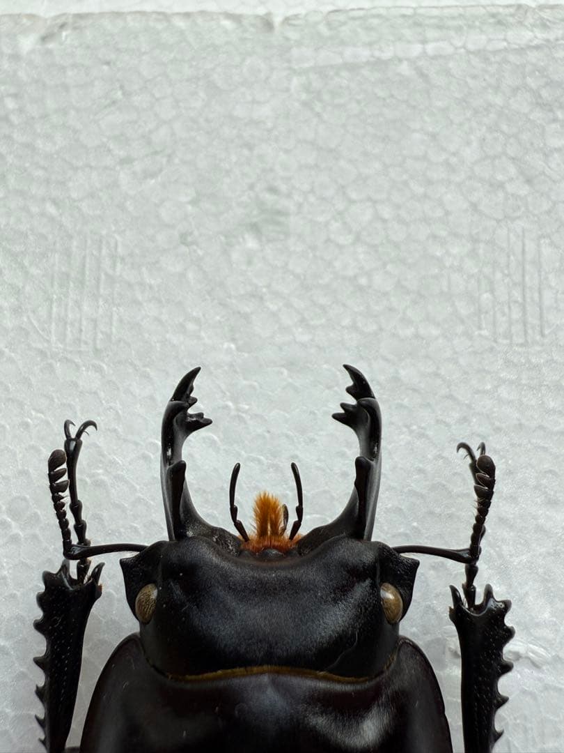 ヤエヤママルバネクワガタ原名亜種（西表島産）♂60.8㎜