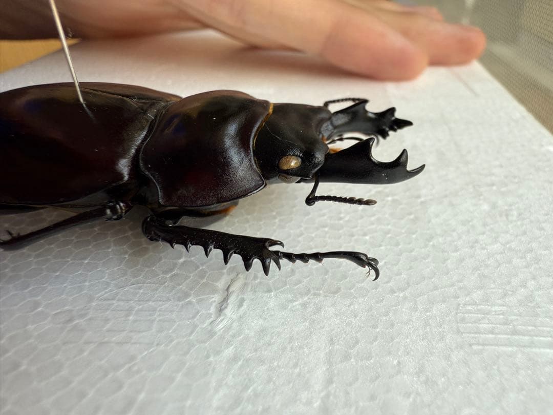 ヤエヤママルバネクワガタ原名亜種（西表島産）♂60.8㎜