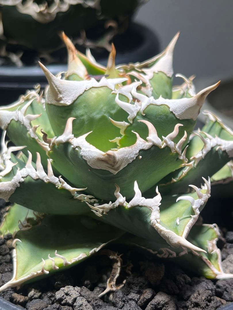 アガベチタノタ　大白鯊　子株