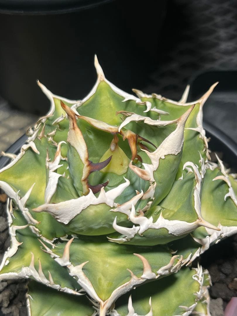 アガベチタノタ　大白鯊　子株