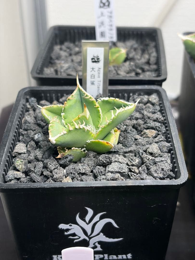 アガベチタノタ　大白鯊　子株