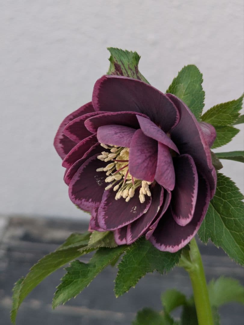 【野田園芸】クリスマスローズ　ダークパープルddベタブロッチ