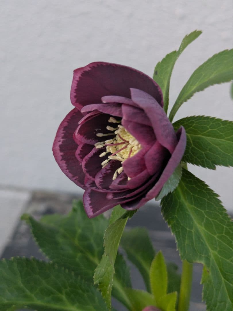 【野田園芸】クリスマスローズ　ダークパープルddベタブロッチ