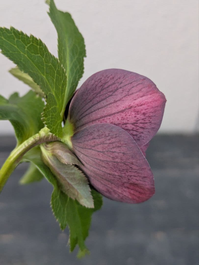 【野田園芸】クリスマスローズ　ダークパープルddベタブロッチ