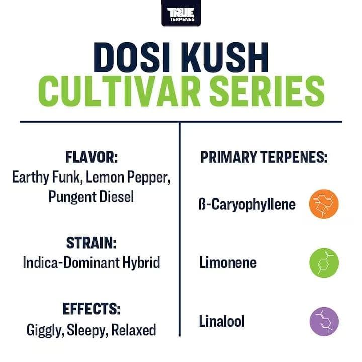 TRUE テルペン 香料 CBD CBN CBG 10ml ドシクッシュ