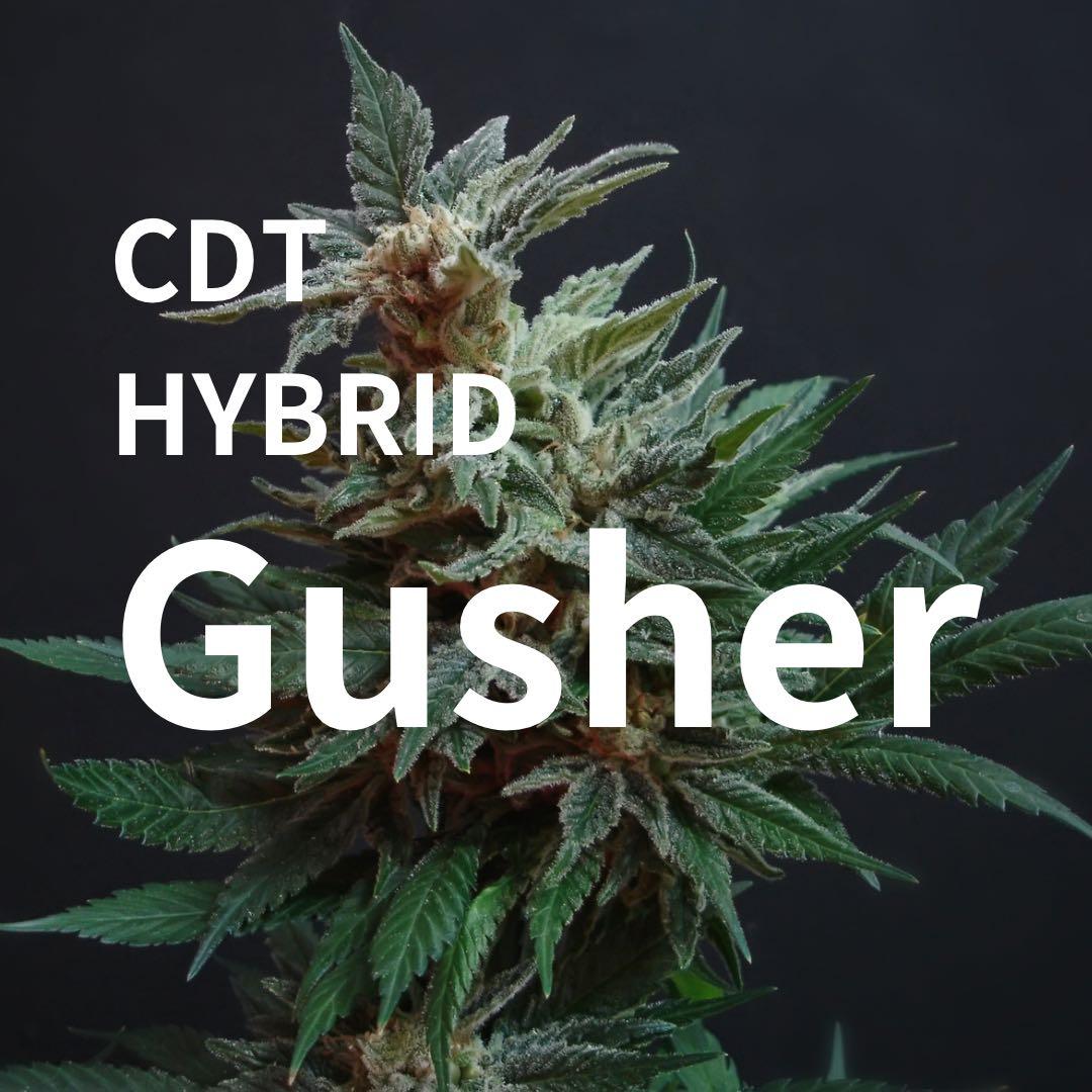 CDT(テルペン)2ml